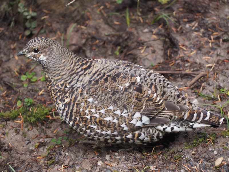 ... where it is possible to see wildlife up close, such as this cute little mountain grouse ...