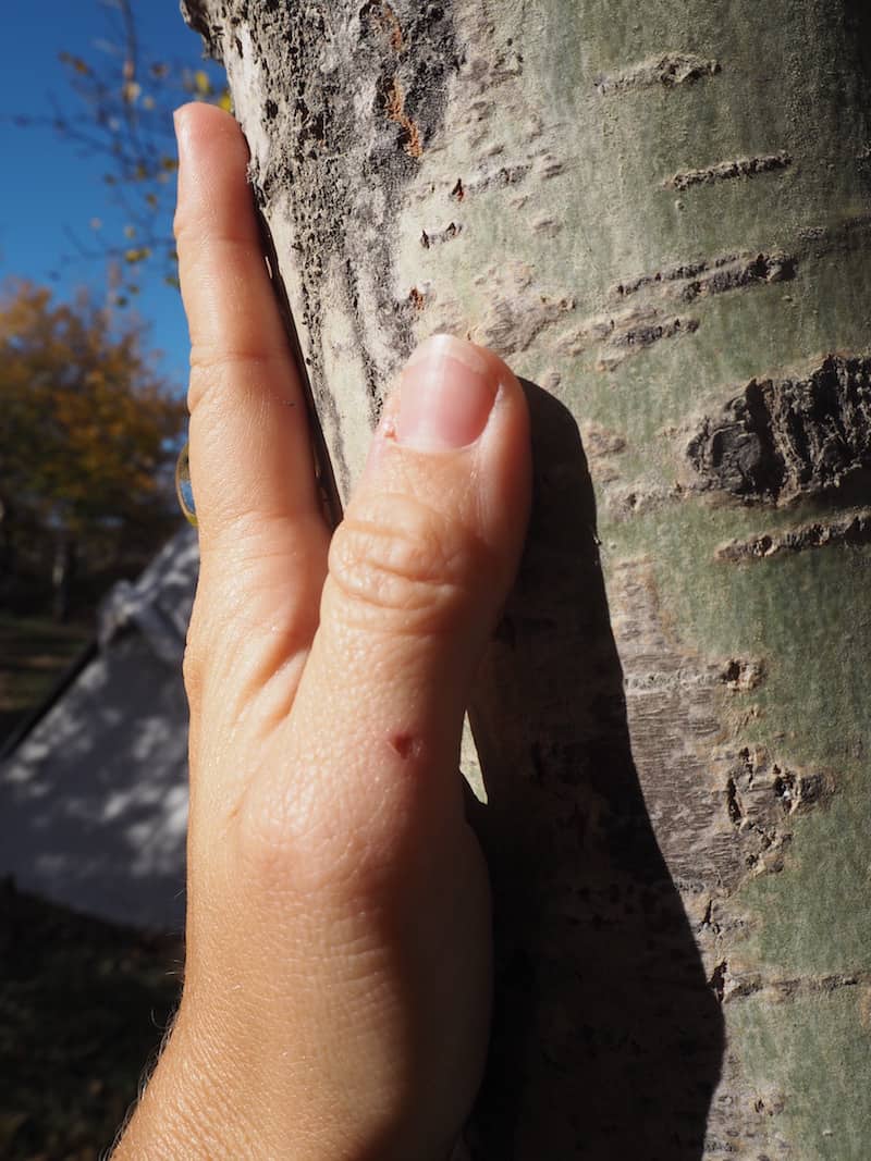 ... or using birch tree "powder" off a tree's bark as sun protection!