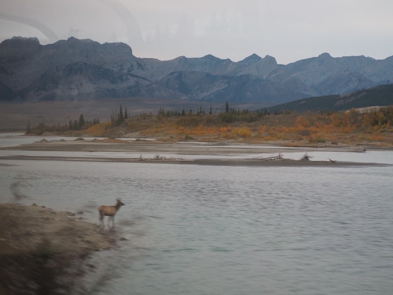 From watching the odd moose, bear (!) or eagles from the train ...