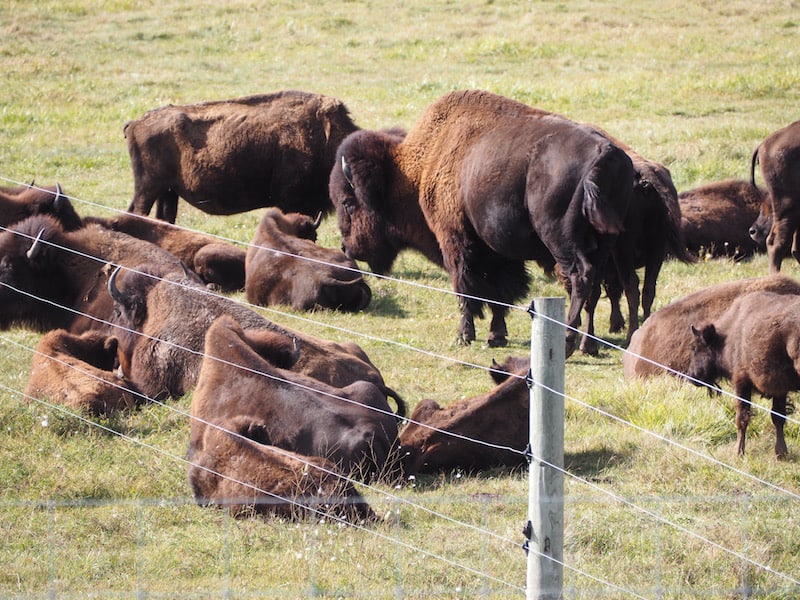 ... including how people lived, and roamed, with the great buffalo (bisons) ...