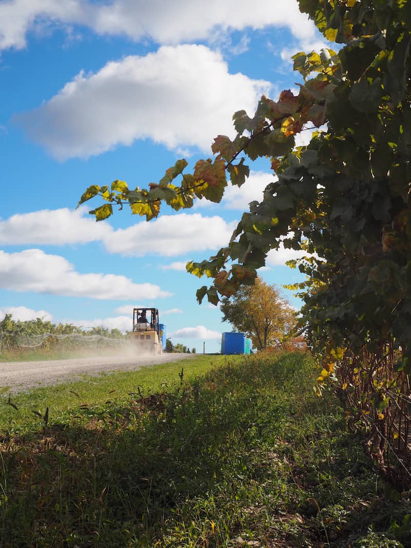 ... and especially near the small town of Wellington, you will find a surprisingly large cluster of (mostly boutique) wineries around.