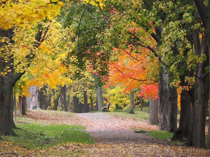 ... or enjoy that mind-bogglingly beautiful walk through nearby Mont Royal Park ...