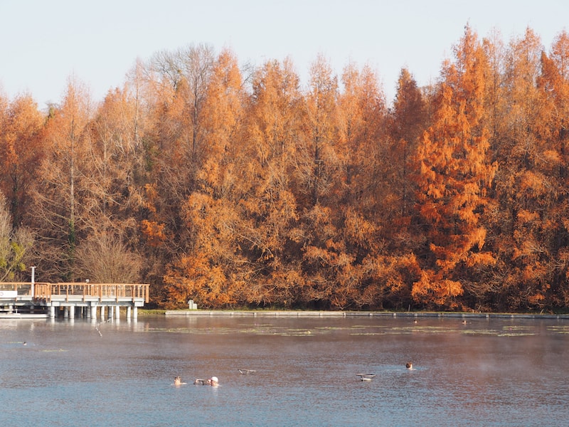 ... und beim Anblick dieser Farben ringsum macht sich bei mir gleich wieder "Indian Summer"-Stimmung breit ...