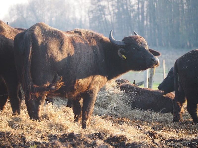 ... und dabei "Rindviecher" der besonderen Art kennen lernen möchte: Die ungarischen "buffalos" grasen hier nämlich schon seit ein kleiner Ewigkeit ihr Dasein ab!