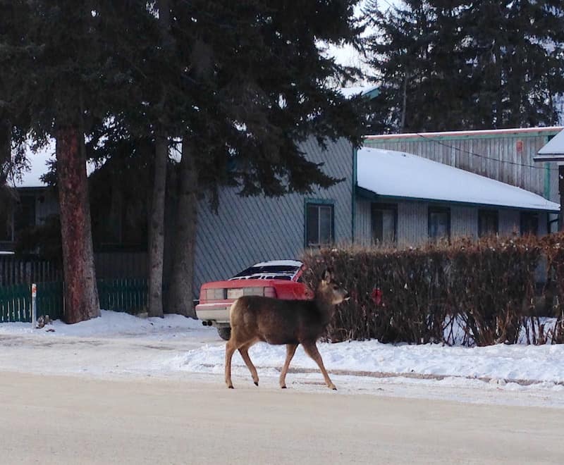 ... you can see what I mean by "relaxed": Even the deer come out here to greet us ...