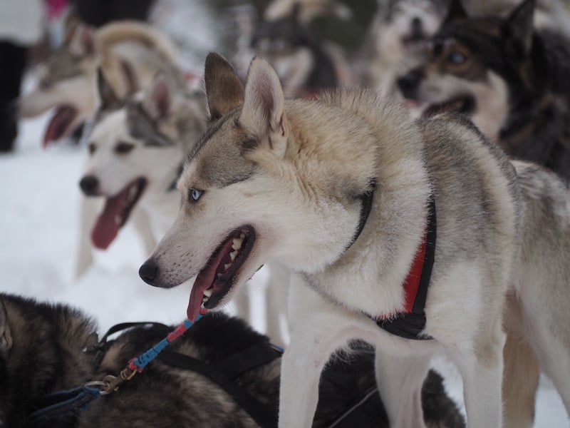 These huskies certainly are ...