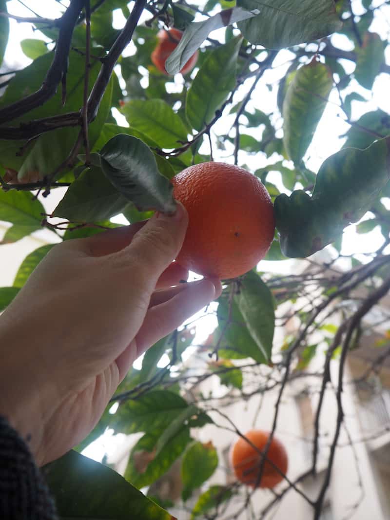 Im siebten Himmel fühle ich mich sowieso, seit ich im "Winter" (Mitte Februar) reifes Obst an den Bäumen entdecke ...