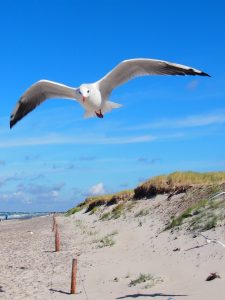 Seagulls follow your every step at the Baltic Sea Coast
