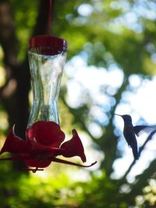 Auch Kolibris nehmen hier gerne „Platz“, angezogen von den roten Plastikblumen im Garten. Wir staunen ob der winzigen und außergewöhnlichen Vögel, welche den Einheimischen hier nicht mehr als ein müdes Lächeln abringen.