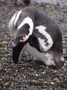 So süß: Schnäbelnde oder gar putzige Wesen, diese ca. kniehohen Pinguine.