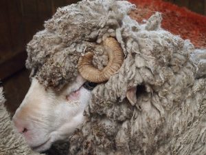 Passing "El Cerro Negro", a sheep station complete with shearing demonstration and lunch, is included as a comfortable lunch stop on our way heading northwest towards the Park. First country experience starts: I like! It reminds of New Zealand.