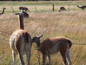 Guanacos, like this mother and calve, are observed all over Torres del Paine National Park. Very cute! Their only natural enemy is the Puma, hiding somewhere in the hills ...