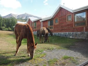 Pferde grasen hier direkt vor dem Fenster; mehr als 150 zählt das Hotel für Ausritte und als Packpferde für die umliegenden Lodges!