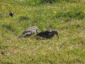 Immer wieder bieten sich uns weiters spektakuläre Aussichten auf die heimische Tierwelt, darunter diese heiter im Gras pickenden Vögel.