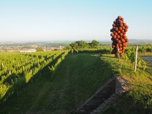 Blick über den Käferberg hinein in eine der schönsten Weinregionen Österreichs: Das niederösterreichische Kamptal. Als echte Einheimische fühle ich mich grad unglaublich stolz !!! ;)