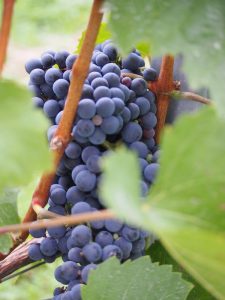 Die Trauben sind fast reif zur Ernte, wie hier pralle Blaufränkisch-Trauben, typisch für das Mittelburgenland ...