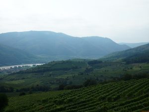 Die gesamte Region ist hier voller Weingärten - Ein Traum, das Donautal im Abschnitt der Wachau zwischen Melk & Krems.