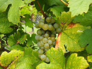 Die Trauben des Grünen Veltliner sind Österreichs bekannteste Rebsorte (fast 60% des Weißwein-Anbaus entfällt auf diese Sorte), somit die gleich doppelte Bedeutung dieses Bildes in der Farbkategorie GRÜN.