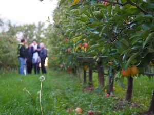 Da kommt Freude auf: Zu Besuch im Sinnesparadies, einem zart duftenden, reifen Apfelgarten mitten im nordburgenländischen Seewinkel.