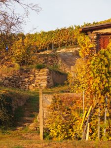 Lieblingsbild Nr. 5: An den sauber gearbeiteten Steinterrassen sieht man die jahrhundertealte Tradition des Weinbaus hier in der Region.