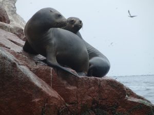 So nah an freilebende Robben bin ich nur an der Pazifikküste Perus herangekommen … man fühlt sich wie inmitten einer Naturdokumentation.