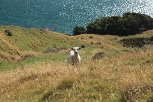 Einsames Schaf in Neuseeland: Wohl eines der klassischsten Landschaftsbilder überhaupt! ;) / Foto: Anna Zell