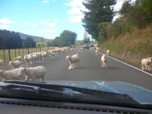 Beim Reisen auf der Südinsel Neuseelands sind Anblicke wie diese keine Seltenheit.