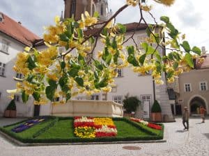 Aufblühen im Innenhof des Stift Klosterneuburg.