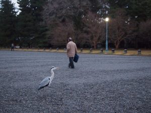 As Dannie and I make our way across the park of the former Imperial Residence, a heron – Japan's national symbol animal – casually crosses our path.