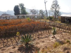 We wander around Ujjwal's little farm garden, surprisingly warm and sun-kissed for my idea of "winter" ...