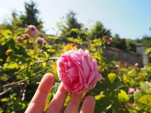 … und wer von Euch hat nicht Lust, an solch einer liebreizenden Rose zu schnuppern - gesehen und gefühlt im Kräutergarten von Geras?