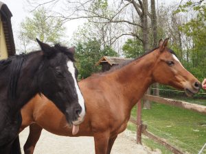 Pferde strecken die Zunge, lassen sich aber auch gerne reiten oder für Kutschenfahrten "ausspannen" ...