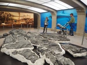 … resulting in an accomplishment such as this 220 million years old (!) ichthyosaur fossil, an early precursor to modern-day fish in the sea. WOW.