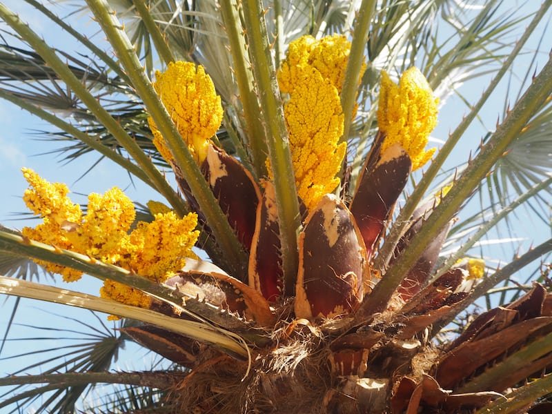 The Way is full of wonders, and one thing I love recalling is the focus it brings on so many little details of beauty - such as this flowering palm tree in the spring of Porto here!