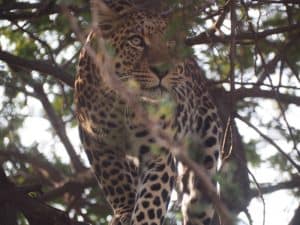 ... und vor seinem Blick sollte man sich hüten: Faszinierend schön ist der Leopard, mein persönlicher Liebling unter allen wilden Großkatzen, die wir hier so kennen lernen.