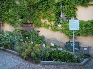 Auch die Stadt Scheibbs selbst bietet getreu ihrem Naturerlebnis-Motto, diesen hübsch gestalteten Kräuter-Schaugarten mitten in der Altstadt ...