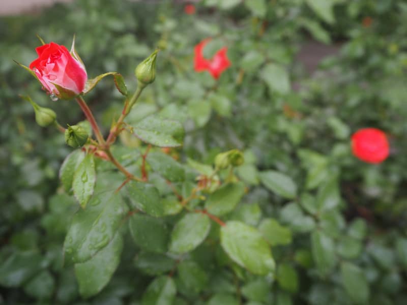 ... erfüllt von Duft & Frische von weit über 30.000 Rosen zu insgesamt 800 verschiedenen Sorten (!) ...