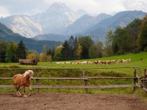 ... sowie ganz eigener Kulturlandschaften, wie hier der Bewirtschaftung durch Viehweiden auf dem Bio- und Reiterbauernhof Laussabauernhof.