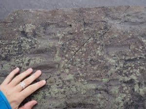 ... sowie geschichtlich bedeutsam: Viele Hundert Millionen Jahre alt sind diese Echsen-Fußabdrücke im Stein, angeblich die ersten Lebewesen, die dazumal an Land gingen ..!