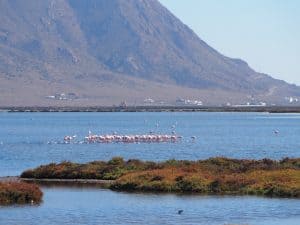 ... hier am Fuße des Naturpark Cabo de Gata nisten beispielsweise ganze Kolonien von seltenen Flamingos ...
