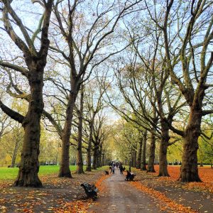 ... bzw. noch fast wichtiger finde ich, die wunderschönen Parks der Innenstadt abzugehen und sich hier von Ruhe & Gelassenheit "solcher Bilder" treiben zu lassen: Blick in eine Ahorn-Baumallee im wunderschönen Londoner Green Park ...