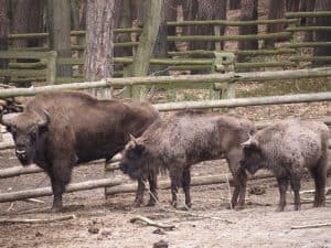 Nahe Swinemünde gibt es hier übrigens auch Europäische Bisons in einem kleinen Naturreservat in Strandnähe zu bestaunen ...