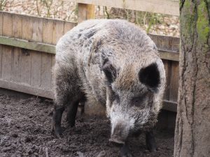 ... sowie ebenfalls wollige Zeitgenossen, die polnischen Wildschweine der Buchenwälder im Nordwesten Polens.