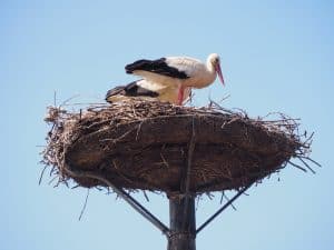 ... hat dieses charmante Paar sein Nest gebaut!
