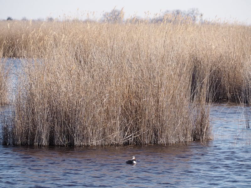 ... die flotten Haubentaucher im Schilfgürtel des Neusiedlersee Feder für Feder durchs Fernrohr unter die Lupe zu nehmen ...