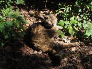 Kater ... räkelt sich in der Sonne, unmittelbar vor der Nase neugieriger "europäischer Wildkatzen-Besucher" wie mich ...