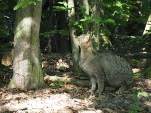 ... seine fein gemusterte Partnerin geht indes auf Nahrungssuche: Jeden Tag können die beiden europäischen Wildkatzen bei der geplanten Fütterung um 15.30 Uhr in ihrem Jagdverhalten beobachtet werden.