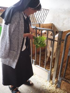 Schwester Monika nimmt uns mit zur jungen Bauernfamilie, die gleich neben dem Kloster die Milch- und Viehwirtschaft betreibt ...