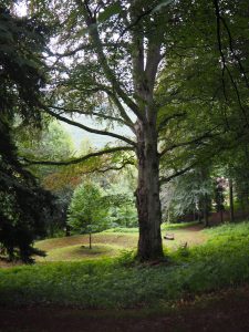 Naturgenuss und Erholung im Stiftspark Lilienfeld: Dieser Baum hier mit seinem kleinen "Baumkreis" ist mein Lieblingsort im Park geworden!