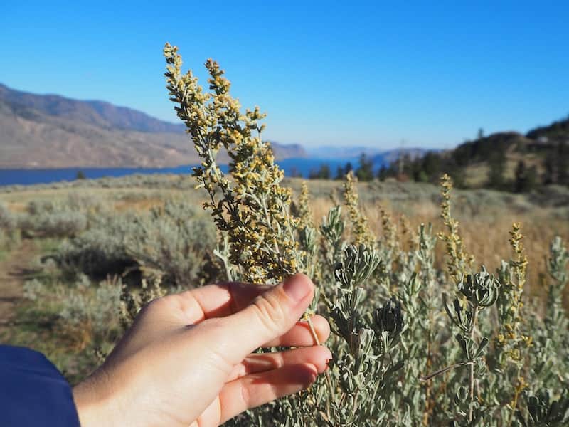 Black Iron Restaurant, Tobiano Golf Resort